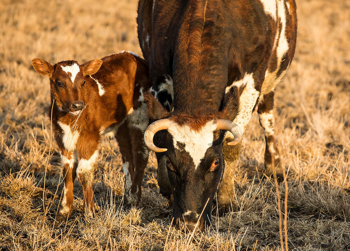 New Calf